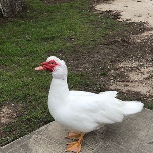 Meet your Posher, Luis